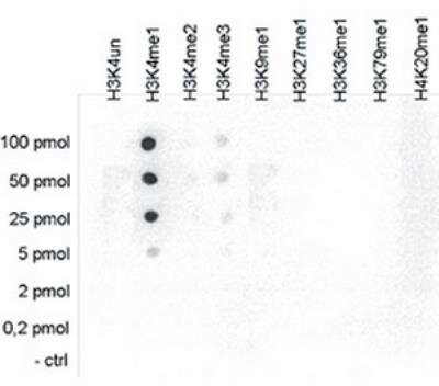 Dot Blot: HIST1H3A [Monomethyl Lys4] Antibody [NBP2-41657] - To test the cross reactivity of the antibody with peptides containing other modifications of histone H4 and H3. 100 to 0.2 pmol of the peptide containing the respective histone modification were spotted on a membrane. The Fig shows a high specificity of the antibody for the modification of interest.  